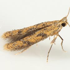 Astrotischeria heliopsisella