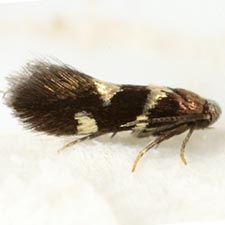 Antispila cornifoliella