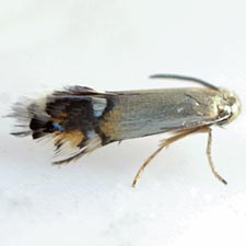 Coptodisca diospyriella