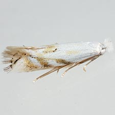 Bucculatrix staintonella