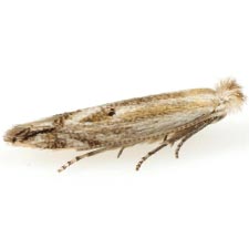 Bucculatrix staintonella