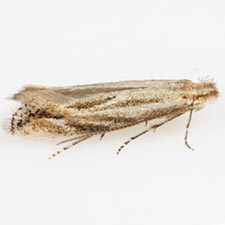 Bucculatrix ivella