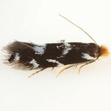 Bucculatrix sexnotata