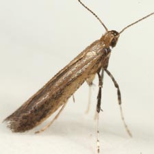 Caloptilia hypericella