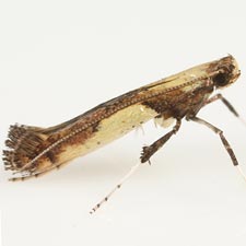 Caloptilia ostryaeella