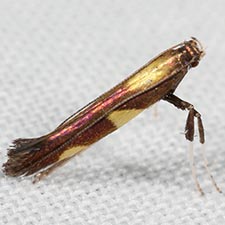 Caloptilia vacciniella