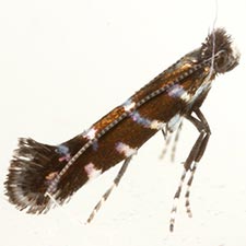 Parornix preciosella