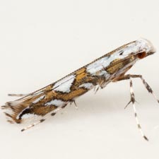 Acrocercops albinatella