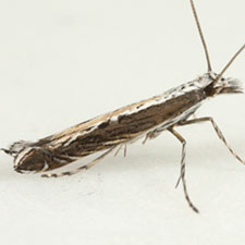 [Ornixolinae - No Genus] quinquistrigella