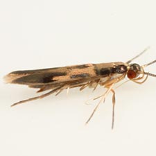 Eucosmophora manilkarae