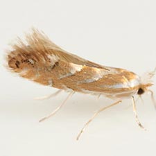 Phyllonorycter argentinotella