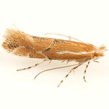 Phyllonorycter celtisella