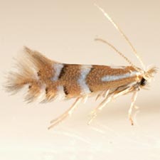 Phyllonorycter comptoniella