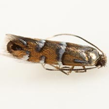 Phyllonorycter diversella