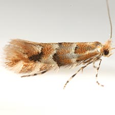 Phyllonorycter emberizaepenella