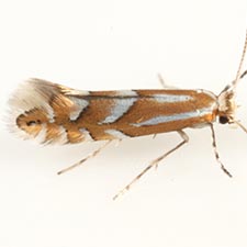 Phyllonorycter intermixta