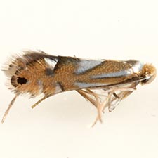 Phyllonorycter kearfottella