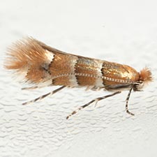 Phyllonorycter mariaeella