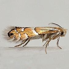 Phyllonorycter martiella