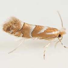 Phyllonorycter occitanica