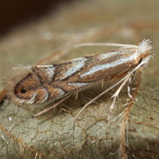 Phyllonorycter ostryaefoliella