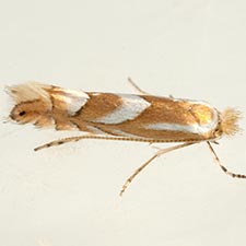 Phyllonorycter rileyella