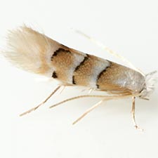 Phyllonorycter tiliacella