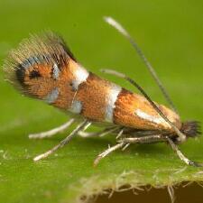 Phyllonorycter viburnella