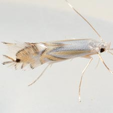 Phyllocnistis liriodendronella