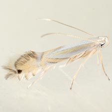 Phyllocnistis liriodendronella