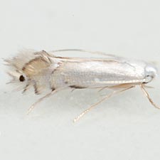 Phyllocnistis vitifoliella