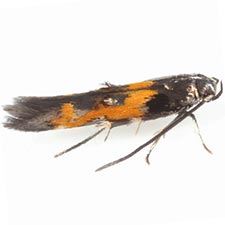 Mompha locupletella