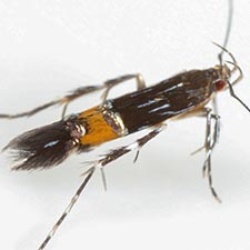 Cosmopterix astrapias