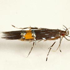 Cosmopterix clemensella