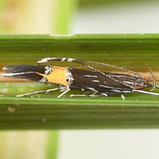 Cosmopterix clemensella