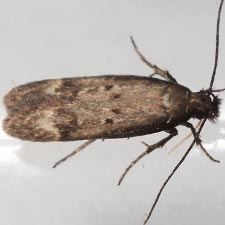 Gelechia albisparsella