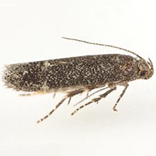 Scrobipalpa scutellariaeella