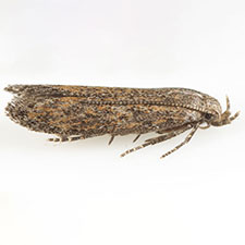 Keiferia inconspicuella