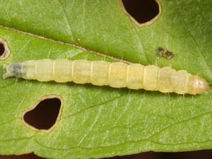 Chionodes obscurusella