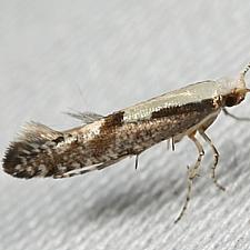 Argyresthia conjugella