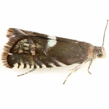 Ephippiphora thermopsidis