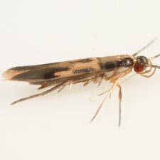 Eucosmophora sp.