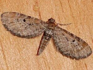 Eupithecia strattonata