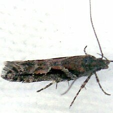 Aristotelia sp.