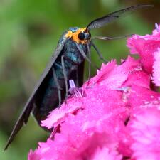 Ctenucha virginica