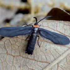 Harrisina americana