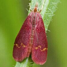 Pyrausta tyralis