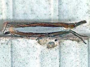 Crambus leachellus