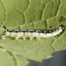 Ceratomia catalpae