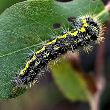 Acronicta oblinita